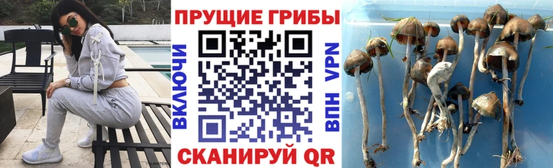Псилоцибиновые грибы Psilocybe  Козьмодемьянск 